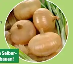 Thomas Philipps Steckzwiebeln Stuttgarter Riesen Angebot