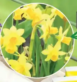 Thomas Philipps Blumenzwiebeln Mix Angebot