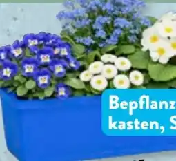Aldi Süd Gardenline Bepflanzter Balkonkasten Angebot