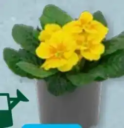 Aldi Süd Gardenline Primel T9 Angebot