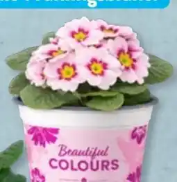 Aldi Süd Gardenline Primel T10,5 Angebot