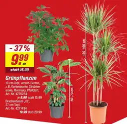 toom Baumarkt Grünpflanzen Angebot