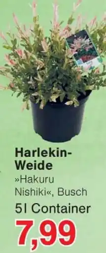 Jawoll Harlekin Weide Angebot