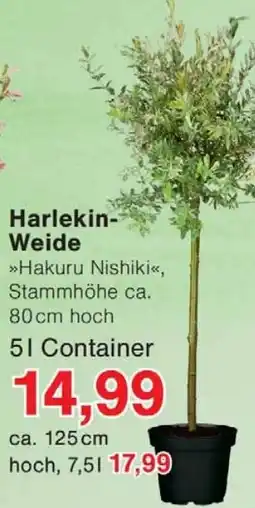 Jawoll Harlekin Weide Angebot