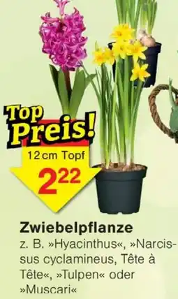 Jawoll Zwiebelpflanze Angebot