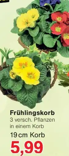 Jawoll Frühlingskorb Angebot