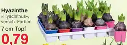 Jawoll Hyazinthe Angebot
