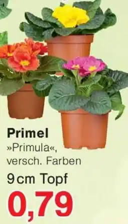 Jawoll Primel Angebot