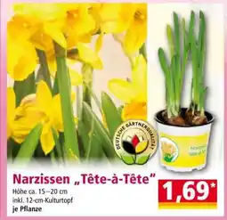 Norma Narzissen „Tête à Tête“ Angebot