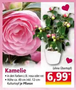 Norma Kamelie Angebot