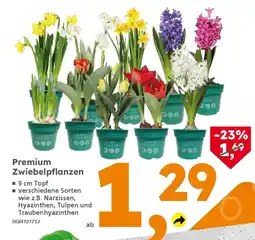 Globus Baumarkt Premium Zwiebelpflanzen Angebot