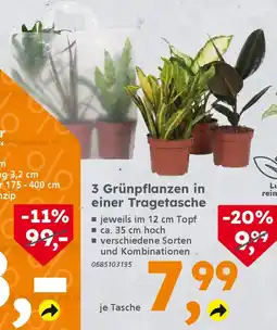 Globus Baumarkt 3 Grünpflanzen in einer Tragetasche Angebot