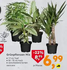 Globus Baumarkt Grünpflanzen Mix Angebot