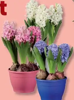 Lidl Hyazinthen Angebot