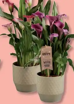 Lidl Happy Calla Angebot