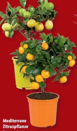 Lidl Mediterrane Zitruspflanze Angebot