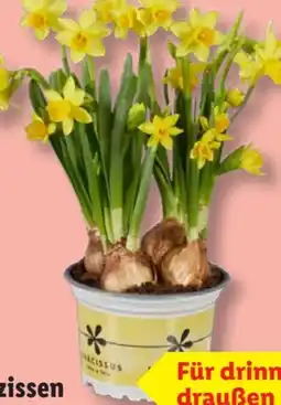 Lidl Narzissen Tête à Tête Angebot