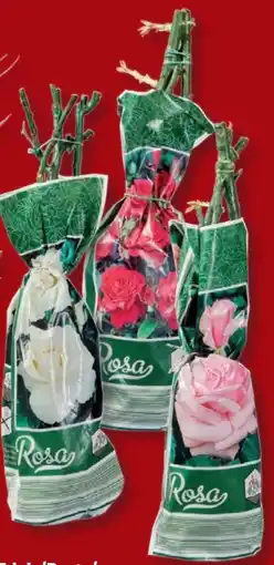 Lidl Kletterrosen Angebot