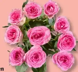 Lidl Rosen-Strauß Exklusiv Angebot