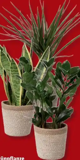 Lidl Grünpflanzen Angebot