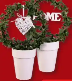 Lidl Hedera Bogen Angebot