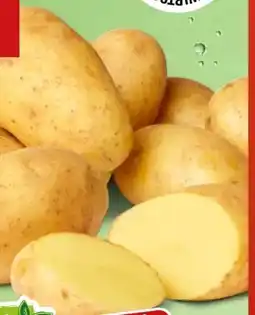 PENNY Marktliebe Speisekartoffeln XXL Angebot