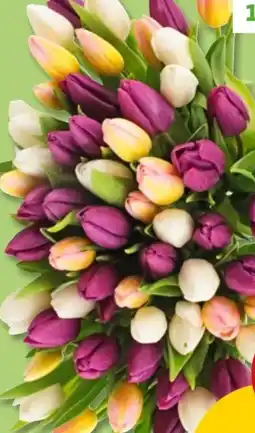 PENNY Tulpen Hot-Fresh Angebot