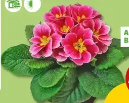 PENNY Primel Sphinx Angebot