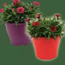 E-Center Gartennelke Oscar Angebot