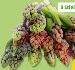 PENNY Hyazinthen Bund Angebot