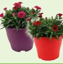 Edeka Gartennelke Oscar Angebot