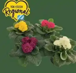 E-Center Primeln Angebot