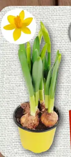 nahkauf Narzisse Angebot