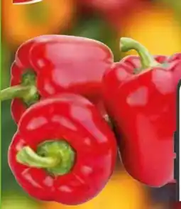 Edeka Gut & Günstig Paprika Rot Angebot