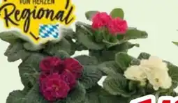 Edeka Primeln Angebot