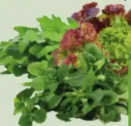 Edeka Xpress Bio-Rucola Angebot