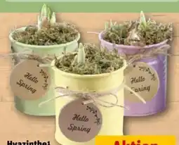 REWE Center Hyazinthen Angebot