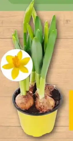 REWE Center Narzisse Angebot