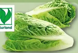 REWE Rewe Bio Romana Salatherzen Angebot