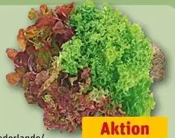 REWE Rewe Regional Wurzelsalat Salattrio Angebot