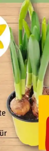 REWE Narzissen Angebot