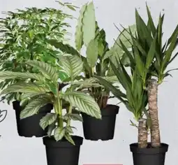 Globus Baumarkt Grünpflanzen Mix Angebot