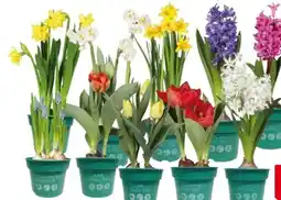 Globus Baumarkt Premium Zwiebelpflanzen Angebot