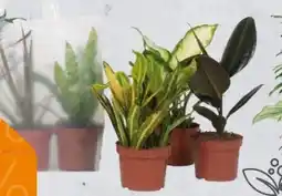 Globus Baumarkt Grünpflanzen Angebot