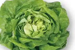 Edeka Kopfsalat Angebot