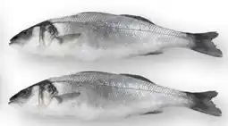 Scheck-in-Center Frischer Wolfsbarsch Angebot