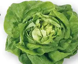 Scheck-in-Center Kopfsalat Angebot