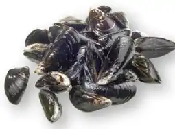 Scheck-in-Center Föhrer-Muscheln Angebot