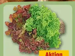 REWE Center Wurzelsalat Salattrio Angebot