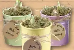 REWE Hyazinthe Angebot